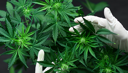 Top 10 Cannabis Strains to Elevate Your Intimate Experiences